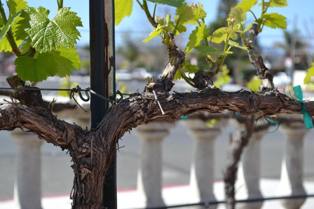 Chardonnay Lodge Napa Luaran gambar